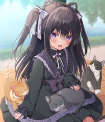 Rule 34 | 1girl, :d, animal, black dress, black hair, blurry, blurry background, bow, braid, brooch, cat, commentary request, depth of field, dress, frilled dress, frills, gothic lolita, hair between eyes, hair bow, jewelry, lolita fashion, long hair, long sleeves, looking at viewer, nufucha, on bench, open mouth, original, puffy long sleeves, puffy sleeves, purple bow, purple eyes, sitting, sleeves past wrists, smile, solo, twin braids, two side up, very long hair, white bow