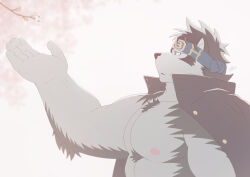 Rule 34 | 1boy, absurdres, ainu, ainu clothes, animal ears, bara, bare pectorals, cherry blossoms, chest hair, from side, furry, furry male, gakuran, grey fur, grey hair, headband, highres, horkeu kamui, jacket, jacket on shoulders, large hands, large pectorals, looking up, male focus, muscular, muscular male, nipples, outstretched arm, pectorals, profile, ry o (zyuzinka), school uniform, short hair, solo, thick eyebrows, tokyo houkago summoners, two-tone fur, wolf boy, wolf ears, yellow eyes