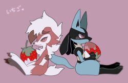 Rule 34 | black hair, chocolate, claws, closed mouth, colored sclera, creatures (company), eating, food, fruit, furry, game freak, gen 4 pokemon, gen 7 pokemon, krsk 8x8x, lucario, lycanroc, lycanroc (midnight), nintendo, pokemon, pokemon (creature), red eyes, red sclera, simple background, sitting, smile, strawberry, white hair