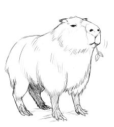 Rule 34 | animal, capybara, fur, lowres, mofuringu, monochrome, sketch, twig