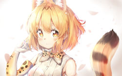 Rule 34 | 10s, absurdres, animal ear fluff, animal ears, animal ears (norankkori), bare shoulders, blonde hair, blush, bow, commentary request, elbow gloves, extra ears, gloves, hand in own hair, highres, kemono friends, multicolored hair, serval (kemono friends), serval print, serval tail, short hair, sleeveless, solo, tail, upper body, yellow eyes