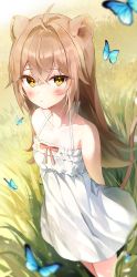 Rule 34 | 1girl, absurdres, ahoge, animal ears, bare shoulders, blush, breasts, brown hair, bug, butterfly, dress, frills, hair between eyes, highres, indie virtual youtuber, insect, iop5509, lion ears, lion girl, lion tail, long hair, looking at viewer, rurudo lion, rurudo lion (1st costume), sleeveless, sleeveless dress, small breasts, solo, sundress, tail, virtual youtuber, white dress, yellow eyes