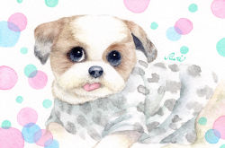Rule 34 | animal, animal focus, blue eyes, commentary request, dog, highres, looking at viewer, no humans, original, painting (medium), puppy, shirt, short sleeves, signature, simple background, sinsousui, tongue, tongue out, traditional media, watercolor (medium)
