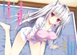 Rule 34 | 10s, 1girl, absolute duo, animal ears, asaba yuu, barefoot, blush, from above, highres, long hair, looking at viewer, looking up, no pants, novel illustration, official art, panties, pillow, pink panties, red eyes, silver hair, sitting, solo, tail, underwear, wariza, yurie sigtuna