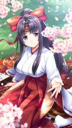 Rule 34 | 1girl, black hair, bow, breasts, cherry blossoms, closed mouth, day, falling petals, hair bow, hair ribbon, hakama, hakama skirt, hand up, headband, highres, hip vent, japanese clothes, large breasts, long hair, long sleeves, looking at viewer, low-tied long hair, miko, official art, outdoors, parted bangs, petals, ponytail, purple eyes, queen&#039;s blade, queen&#039;s blade unlimited, queen&#039;s blade white triangle, red hakama, ribbon, ribbon-trimmed sleeves, ribbon trim, sidelocks, sitting, skirt, smile, solo, tabi, thighs, tomoe (queen&#039;s blade), tomoe (queen&#039;s blade unlimited), white legwear, wide sleeves