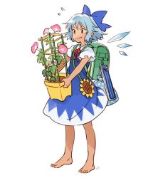 Rule 34 | &gt;:), 1girl, backpack, bag, barefoot, blue bow, blue dress, blue eyes, blue hair, bow, cirno, dress, flower, flower pot, flying sweatdrops, hair bow, hidden star in four seasons, holding, ice, ice wings, iwamoto zerogo, leaf, plant, pointy ears, randoseru, short hair, simple background, solo, sunflower, tan, tanned cirno, touhou, v-shaped eyebrows, vines, white background, wings
