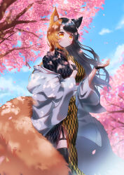 Rule 34 | 1girl, absurdres, animal ear fluff, animal ears, belt collar, black collar, black dress, black hair, black thighhighs, blue sky, blush, breasts, character request, cherry blossoms, cloud, collar, commission, copyright request, day, dress, eshineko, facial mark, feet out of frame, fox ears, fox girl, fox tail, garter straps, hand on own chest, hands up, highres, jacket, jacket partially removed, long hair, long sleeves, looking afar, looking ahead, medium breasts, multicolored hair, open clothes, open jacket, orange eyes, orange hair, outdoors, parted lips, petals, side slit, skeb commission, sky, solo, tail, teeth, thigh strap, thighhighs, two-tone dress, two-tone hair, virtual youtuber, whisker markings, white jacket, wide sleeves, yellow dress