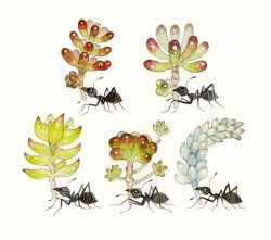 Rule 34 | animal focus, ant, antennae, bug, carrying, commentary, full body, insect, mandibles, mouth hold, myun (moukin no ana), no humans, original, plant, simple background, succulent plant, symbol-only commentary, white background