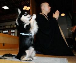 Rule 34 | 1boy, asian, bald, dog, indoors, japan, lowres, meditation, monk, photo (medium), what