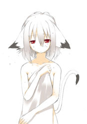 Rule 34 | 1girl, animal ears, cat ears, cat tail, covering privates, flat chest, looking at viewer, majima yuki, nude, nude cover, original, red eyes, short hair, simple background, solo, tail, wet, white background, white hair