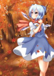 Rule 34 | 1girl, autumn leaves, blue eyes, blue hair, blush, bow, cirno, dress, dress shirt, hair bow, highres, ice, ice wings, leaf, looking away, looking up, maple leaf, matching hair/eyes, nogiguchi, outdoors, puffy short sleeves, puffy sleeves, scarf, shirt, short hair, short sleeves, smile, solo, touhou, tree, wings