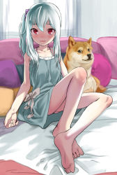 Rule 34 | 1girl, barefoot, character request, dog, doge, dress, feet, female focus, haguhagu (rinjuu circus), highres, indoors, meme, on bed, red eyes, side ponytail, sitting, soles, solo, toes