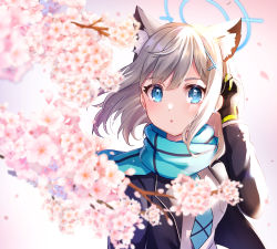 Rule 34 | 1girl, absurdres, animal ear fluff, animal ears, black gloves, black jacket, blazer, blue archive, blue eyes, bright pupils, cherry blossoms, extra ears, fox ears, gloves, hair ornament, halo, hand up, highres, huge filesize, jacket, long hair, long sleeves, looking at viewer, necktie, open clothes, open jacket, parted lips, scarf, school uniform, shiroko (blue archive), shirt, sidelocks, silver hair, solo, umishima rinta, upper body, white shirt, x hair ornament