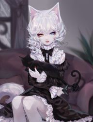 Rule 34 | 1girl, animal, animal ears, artist name, black bow, black cat, black dress, black flower, black neckwear, black rose, blue eyes, bow, bowtie, cat, cat ears, commentary, couch, dress, feet out of frame, flower, heterochromia, highres, holding, holding animal, holding cat, holding flower, indoors, long sleeves, looking at viewer, nail polish, original, parted lips, petticoat, red nails, rose, sheya, short dress, short hair, signature, silver hair, sitting, symbol-only commentary, yellow eyes