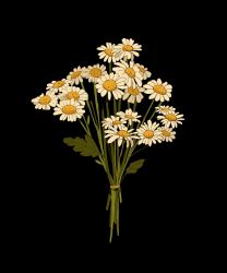 Rule 34 | black background, bouquet, commentary, daisy, english commentary, flower, highres, leaf, libbyframe, no humans, original, plant, signature, simple background, still life, white flower