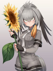 Rule 34 | 10s, 1girl, asutora, black gloves, blush, breast pocket, breasts, commentary request, cowboy shot, fingerless gloves, flower, gloves, gradient background, grey background, grey hair, grey necktie, grey shirt, grey shorts, hair intakes, head tilt, highres, holding, holding flower, kemono friends, leaf, long hair, long sleeves, looking at viewer, medium breasts, necktie, pocket, shirt, shoebill (kemono friends), short sleeves, shorts, smile, solo, standing, sunflower, tail, white necktie, wing collar, yellow eyes