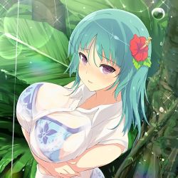 Rule 34 | 1girl, aqua hair, bashou (senran kagura), bikini, blue bikini, blush, breasts, cleavage, highres, nature, official art, purple eyes, senran kagura, shirt, swimsuit, wet, wet clothes, yaegashi nan