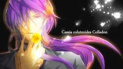 Rule 34 | 1boy, black background, flower, highres, kamui gakupo, latin text, long hair, looking at viewer, male focus, nae ni narunda, open mouth, purple eyes, purple hair, solo, splatter, vocaloid