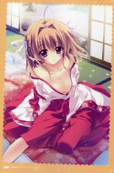 Rule 34 | 1girl, absurdres, ahoge, breasts, brown hair, cherry blossoms, cleavage, futon, hair intakes, hakama, hakama skirt, highres, ichinose mio, ichinose mio (koi ga saku koro sakura doki), izumi tsubasu, japanese clothes, kimono, koi ga saku koro sakura doki, miko, no bra, petals, purple eyes, red hakama, short hair, sitting, skirt, sliding doors, solo, tatami