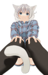 Rule 34 | 1girl, :3, animal ear fluff, animal ears, between legs, black thighhighs, blue eyes, blue shirt, blue shorts, blush, cat ears, cat girl, cat tail, closed mouth, collared shirt, dress shirt, eyebrows hidden by hair, feet out of frame, grey hair, hands on own knees, looking at viewer, mattaku mousuke, original, plaid, plaid shirt, shirt, short shorts, shorts, simple background, solo, tail, tail between legs, thighhighs, twitter username, watermark, white background
