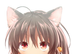 Rule 34 | 1girl, ahoge, animal ear fluff, animal ears, ardbf, bell, blush, brown hair, cat ears, cat girl, close-up, commentary, eyes visible through hair, hair bell, hair between eyes, hair ornament, little busters!, long hair, natsume rin, red eyes, simple background, slit pupils, solo, upturned eyes, white background