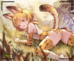 Rule 34 | 10s, 1girl, :d, animal ears, animal print, arm support, ass, bad id, bad twitter id, blonde hair, blood, blush, bow, bowtie, brown eyes, cat ears, cat tail, day, elbow gloves, from behind, gloves, grass, high-waist skirt, kemono friends, leopard print, looking at viewer, looking back, lying, multicolored clothes, multicolored gloves, multicolored hair, multicolored legwear, on stomach, open mouth, outdoors, panties, pepeto (cocoyuzumugi), serval (kemono friends), serval print, serval tail, shirt, short hair, skirt, sleeveless, sleeveless shirt, smile, solo, spread legs, streaked hair, tail, tareme, underwear, upskirt, viewfinder, white shirt, yellow panties