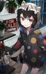 Rule 34 | 1girl, animal ears, black hair, black hoodie, blush, bow, casual, commentary request, common raccoon (kemono friends), dress, frilled hoodie, grey hair, hair bow, highres, hood, hoodie, kemono friends, long sleeves, looking at viewer, multicolored hair, nanana (nanana iz), polka dot, polka dot hoodie, raccoon ears, raccoon girl, raccoon tail, red eyes, smile, solo, sweater, sweater dress, tail, watering can