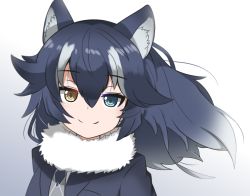 Rule 34 | 1girl, animal ears, artist request, black hair, blue eyes, commentary, commentary request, fur collar, fur trim, grey wolf (kemono friends), heterochromia, kemono friends, light smile, looking at viewer, multicolored hair, simple background, solo, two-tone hair, white background, white hair, wolf ears, wolf girl, yellow eyes