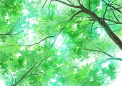 Rule 34 | commentary request, day, green theme, highres, hirota (masasiv3), leaf, nature, no humans, outdoors, scenery, sky, tree