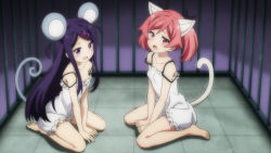 Rule 34 | 2girls, animal ears, black hair, blush, breasts, cage, cat ears, cat tail, collarbone, fang, hair ornament, heart, heart hair ornament, looking at viewer, mouse ears, mouse tail, multiple girls, nakamachi nua, ochikobore fruit tart, pink hair, purple eyes, red eyes, sekino roko, short hair, sitting, small breasts, tail