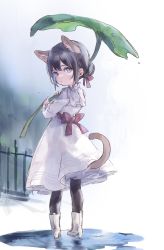 Rule 34 | 1girl, animal ears, black hair, black pantyhose, blue eyes, boots, cat ears, cat girl, cat tail, child, dress, facing away, female focus, from behind, hair bun, high heels, highres, holding, leaf umbrella, looking back, nenena, original, pantyhose, puddle, solo, standing, tail, water, white footwear