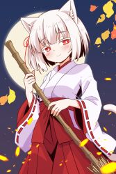 Rule 34 | 1girl, :&gt;, albino, animal ears, autumn leaves, bamboo, blush, broom, cat ears, cat girl, cat tail, closed mouth, commentary request, cowboy shot, falling leaves, full moon, hakama, hakama skirt, highres, holding, holding broom, japanese clothes, kimono, leaf, long sleeves, looking at viewer, miko, moon, night, obi, original, outdoors, red eyes, red hakama, red ribbon, red sash, ribbon, sash, short hair, skirt, solo, tail, white hair, white kimono, white tail, wide sleeves, yukinagi