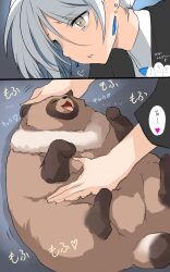 Rule 34 | 1girl, 2koma, puff of air, absurdres, alternate hairstyle, comic, commentary request, earrings, frown, grey eyes, grey hair, gundam, gundam suisei no majo, hair up, heart, highres, jewelry, leaning forward, miorine rembran, motion lines, parted lips, partial commentary, petting, short hair, tanuki, tearing up, translated, tsukasawa takamatsu
