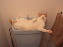 Rule 34 | cat, closed eyes, no humans, photo (medium), real life, sink, sleeping, tagme
