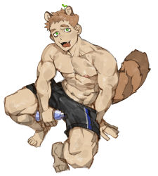 Rule 34 | 1boy, :p, abs, animal ears, bad id, bad twitter id, bara, black shorts, brown hair, from above, green eyes, highres, light brown hair, male focus, muscular, muscular male, nipples, original, pectorals, raccoon boy, raccoon ears, raccoon tail, short hair, shorts, solo, stomach, tail, thick eyebrows, tongue, tongue out, topless male, unfinished, uza (hellme), white background