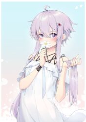 Rule 34 | 1girl, ahoge, bare shoulders, commentary, covering own mouth, cowboy shot, dress, flower, flower over mouth, hair ornament, hairclip, highres, holding, holding flower, holding hair, long hair, looking at viewer, purple eyes, purple hair, short hair with long locks, sidelocks, solo, vocaloid, voiceroid, white dress, white flower, yuzuki yukari, zooanime