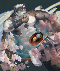 Rule 34 | 1boy, abs, absurdres, animal ears, bara, cherry blossoms, chest hair, convenient censoring, cup, daylightallure, furry, furry male, grey fur, grey hair, headband, highres, horkeu kamui, large pectorals, leg up, male focus, multicolored hair, muscular, muscular male, nipples, nude, pectorals, sakazuki, short hair, solo, textless version, tokyo houkago summoners, two-tone fur, wet, white fur, wolf boy, wolf ears, yellow eyes