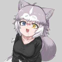 Rule 34 | 1girl, :3, alternate costume, animal ears, black shirt, blue eyes, dog (mixed breed) (kemono friends), dog ears, dog girl, dog tail, dog treat, drooling, fangs, food, food on face, grey background, grey hair, heterochromia, kemono friends, long sleeves, looking up, multicolored hair, nyifu, open mouth, shirt, short hair, solo, tail, white hair, yellow eyes