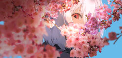 1girl black_jacket blue_sky cherry_blossoms flower from_below highres jacket looking_at_viewer original partially_obscured pink_flower red_eyes shru_(ss_sl99) sky white_hair