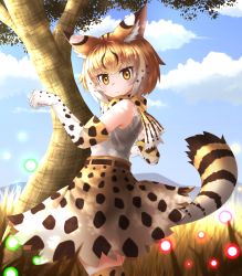 Rule 34 | 10s, 1girl, absurdres, animal ears, bare shoulders, blouse, blush, day, elbow gloves, extra serval (kemono friends), frown, gloves, highres, kakutasu (akihiron cactus), kemono friends, looking at viewer, multicolored hair, orange hair, orange skirt, orange thighhighs, outdoors, serval print, serval tail, shirt, short hair, skirt, sleeveless, sleeveless shirt, solo, tail, thighhighs, tree, two-tone hair, white gloves, white hair, white shirt