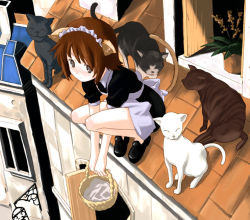 Rule 34 | 1girl, :3, animal, animal ears, basket, brown hair, cat, cat ears, cat girl, cat tail, closed mouth, flower pot, holding, maid, maid headdress, original, rato, rooftop, solo, squatting, tail