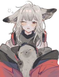 Rule 34 | 1girl, animal, animal ears, arknights, blush, fox, fox ears, fox girl, frostleaf (arknights), grey hair, grey scarf, grey shirt, headphones, headphones around neck, highres, holding, holding animal, jacket, looking at viewer, medium hair, messy hair, mi (mituki wandoro), off shoulder, one eye closed, open mouth, red eyes, red jacket, scarf, shirt, simple background, squeans, solo, tears, upper body, white background