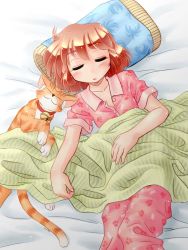Rule 34 | bed, cat, original, pajamas, sleeping, solo, tagme, zan