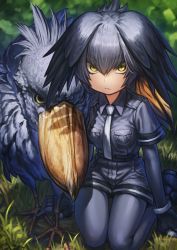 Rule 34 | 10s, 1girl, bird, black gloves, black hair, collared shirt, day, expressionless, gloves, grass, grey hair, grey necktie, grey pantyhose, grey shirt, grey shorts, hair between eyes, head wings, highres, kemono friends, lain, long hair, looking at viewer, low ponytail, multicolored hair, necktie, on ground, outdoors, pantyhose, shirt, shoebill, shoebill (kemono friends), shorts, side ponytail, solo, wing collar, wings, yellow eyes