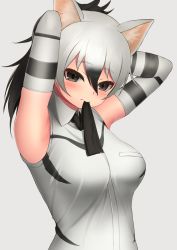 Rule 34 | 1girl, aardwolf (kemono friends), absurdres, animal ear fluff, animal ears, armpits, arms up, black eyes, black hair, black necktie, blush, breasts, commentary, deku suke, elbow gloves, gloves, grey background, hair between eyes, highres, kemono friends, long hair, looking at viewer, medium breasts, mouth hold, multicolored hair, necktie, necktie in mouth, ponytail, shirt, simple background, sleeveless, sleeveless shirt, solo, symbol-only commentary, two-tone hair, tying hair, upper body, white hair