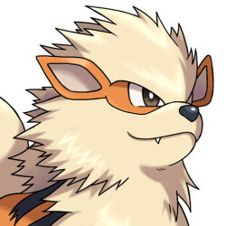 Rule 34 | animal focus, arcanine, asatsuki (fgfff), bright pupils, brown eyes, closed mouth, commentary request, creatures (company), fang, fang out, game freak, gen 1 pokemon, lowres, nintendo, no humans, pokemon, pokemon (creature), simple background, solo, upper body, white background, white pupils, yellow fur