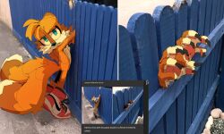 Rule 34 | 1boy, absurdres, animal, claws, english text, fence, fox boy, furry, furry male, highres, indigobeats, looking at viewer, multiple tails, real life, sega, shoes, sonic (series), standing, tail, tails (sonic), two tails