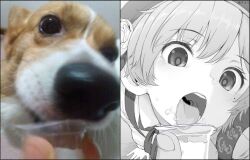 Rule 34 | 1girl, arm support, artist name, blush, commentary request, cup, dog, feeding, flower, food, food on face, foreshortening, gelatin, hair flower, hair ornament, hatoba tsugu, heavy breathing, holding, holding cup, licking, looking at food, mole, mole under eye, neck ribbon, open mouth, photo-referenced, reference inset, ribbon, saliva, short hair, suspenders, teeth, tongue, tongue out, tsugu (vtuber), uvula, virtual youtuber, welsh corgi, yuzu machi (e-lse)