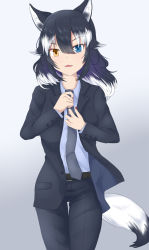 Rule 34 | 1girl, animal ears, belt, black hair, black pants, black suit, blue eyes, brown belt, buttons, collared shirt, commentary request, feet out of frame, formal, gradient background, grey necktie, grey wolf (kemono friends), hair between eyes, heterochromia, highres, jacket, kemono friends, long hair, maindo (mindrmindr), multicolored hair, nail polish, necktie, necktie grab, neckwear grab, open mouth, orange eyes, pants, red nails, shirt, smile, solo, standing, streaked hair, suit, suit jacket, tail, v-shaped eyebrows, white background, white hair, white shirt, wolf ears, wolf girl, wolf tail