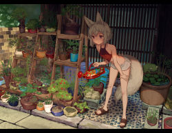 Rule 34 | 1girl, animal ears, bare shoulders, bent over, chinese clothes, closed mouth, collarbone, crop top, day, dudou, full body, grey hair, hair between eyes, hand on own thigh, holding, medium hair, miniskirt, original, outdoors, plant, red eyes, red shirt, sandals, scenery, shirt, skirt, solo, standing, tail, thighs, toes, watering, watering can, white skirt, yutsumoe